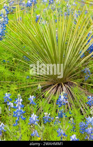 Texas bluebonnet with yucca, Inks Lake State Park, Texas Stock Photo