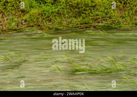 Intentionally blurred image of water in stream flowing rapidly over tall greens grass Stock Photo