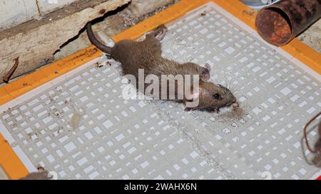 A mouse caught in a glue trap Stock Photo