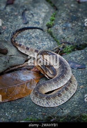 Hump-nosed pit viper (Hypnale zara), in lowlands, venomous brown snake endemic to Sri Lanka, distinguished from Hypnale nepa by variably colored body Stock Photo