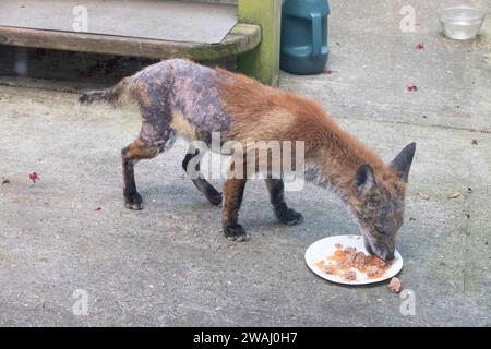 Urban fox recovering from sarcoptic mange, UK Wild fox Stock Photo