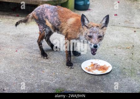 Urban fox recovering from sarcoptic mange, UK Wild fox Stock Photo