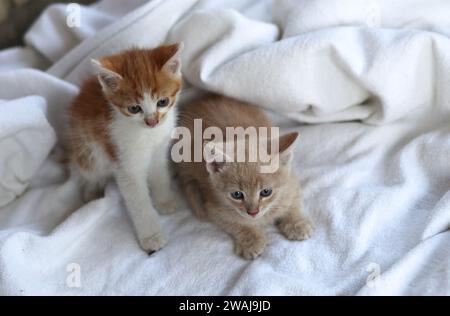 orphaned kitten on white background Stock Photo