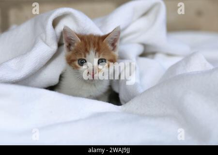 Found picked up homeless red kitten on a light background Stock Photo