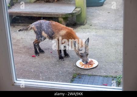 Urban fox recovering from sarcoptic mange, UK Wild fox Stock Photo