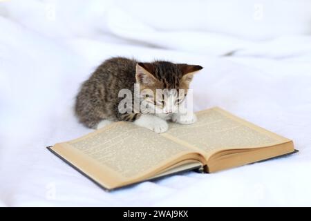 Cute tabby grey kitten reading notebook (book) Stock Photo