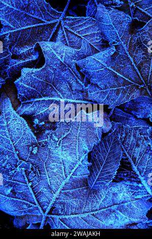 A close-up shot of frost-covered leaves under a blue tint, highlighting intricate ice patterns Stock Photo