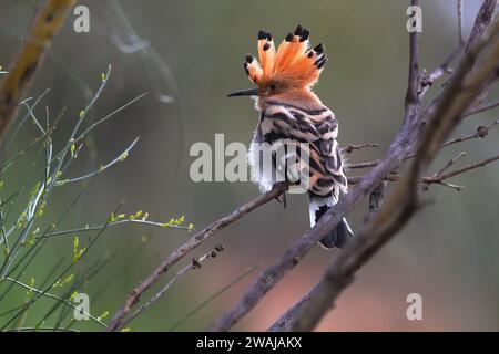 Hoopoe bird with distinctive crown feathers perched on a branch Stock Photo