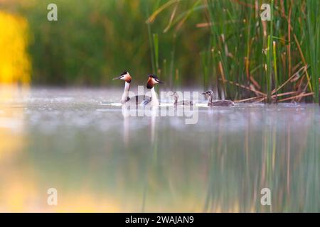 A pair of great crested grebes with their chicks, swimming amidst reeds in the calm waters of a lake against nature green background Stock Photo
