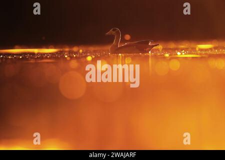 Silhouette of a Nile goose against a golden sunset reflected on the calm waters, with light bokeh effect Stock Photo