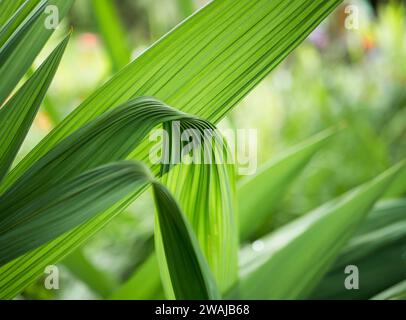 A detailed photograph capturing the intricate patterns and lush greenery of palm leaves in a natural setting, highlighting the beauty of plant life Stock Photo