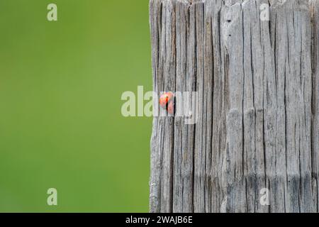 A vivid red ladybug crawls on an old, weathered wooden post with a soft green background Stock Photo