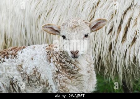 A young lamb, with a soft, patterned coat, nestles against the thick, white fleece of its mother in a tender display of bonding Stock Photo