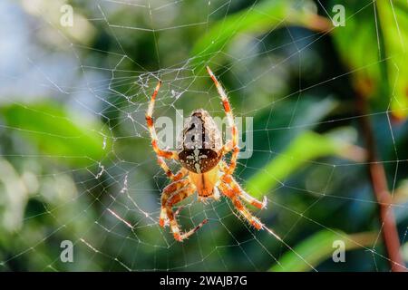 A vivid close-up shot capturing a detailed spider as it rests on its delicate web, with a blurred green background highlighting its presence Stock Photo