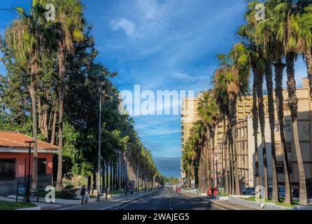 Palm tree avenue in Puerto de la Cruz on Tenerife, Spain Stock Photo