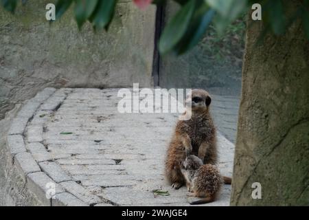 Adorable meerkats of all ages in a zoo enclosure Stock Photo
