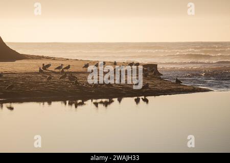 A flock of seagulls perched on the shoreline of a tranquil lake Stock Photo