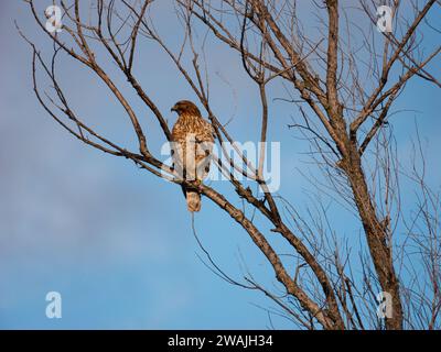 A red-tailed buzzard (Buteo jamaicensis) perched atop a tree branch Stock Photo