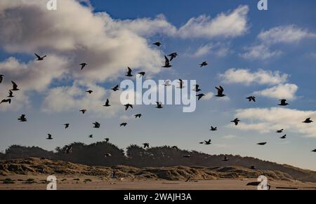 A group of birds flying above the sandy beach with a cloudy sky in the background Stock Photo