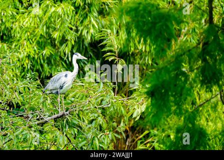 Portrait of a gray heron. Bird in natural habitat. Ardea cinerea. Stock Photo