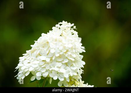 White hydrangea flowers against a dark green background. Flowering plant close-up. Stock Photo