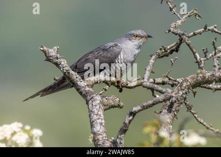 Cuckoo perched in an old lichen covered dead tree Stock Photo