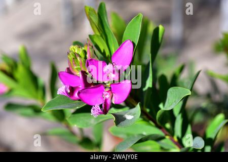 Myrtle-leaf milkwort (Polygala myrtifolia) is an ornamental shrub native to South Africa. Stock Photo