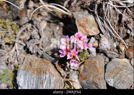 Rock jasmine (Androsace carnea) is a perennial herb native to Pyrenees, Alps and French Central Massif. This photo was taken in Pyrenees, Catalonia, S Stock Photo