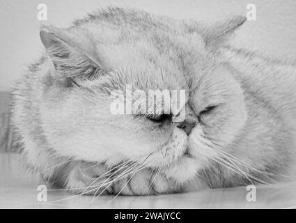 A large, black and white cat lies asleep on its side, paws tucked close to its body Stock Photo