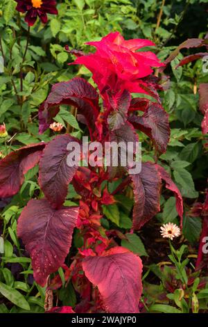 Edible amaranth (Amaranthus tricolor) is an annual plant native to South America. Stock Photo
