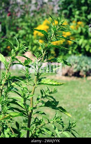 Nettle-leaved goosefoot (Chenopodium murale or Chenopodiastrum murale) is an edible annual herb native to Eurasia and north Africa. Stock Photo