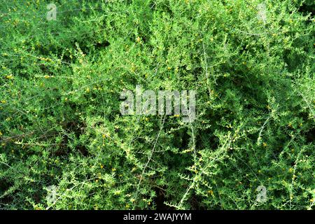 Barrier saltbush (Enchylaena tomentosa) is a shrub native to Australia. Its fruits (berries) are edible. Stock Photo