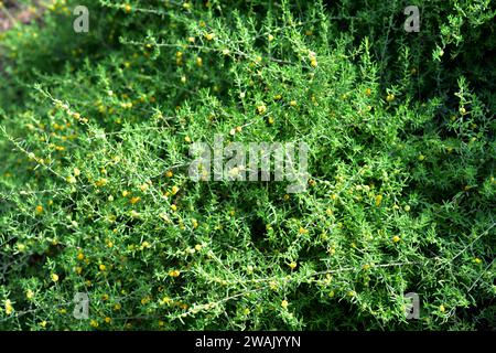 Barrier saltbush (Enchylaena tomentosa) is a shrub native to Australia. Its fruits (berries) are edible. Stock Photo