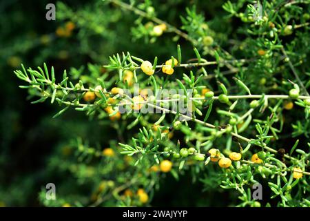 Barrier saltbush (Enchylaena tomentosa) is a shrub native to Australia. Its fruits (berries) are edible. Stock Photo