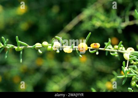 Barrier saltbush (Enchylaena tomentosa) is a shrub native to Australia. Its fruits (berries) are edible. Stock Photo