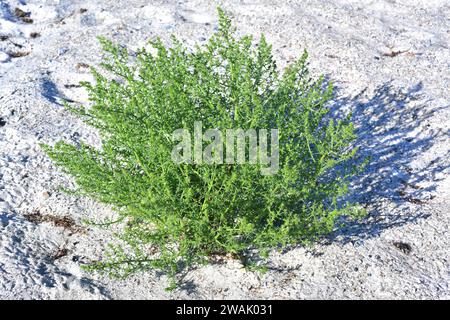 Common saltwort or prickly saltwort (Salsola kali or Kali tragus) is an annual prickly herb native to Eurasia and north Africa. This photo was taken i Stock Photo