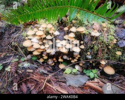 A vibrant array of mushrooms growing on a mossy tree stump in a lush, green forest Stock Photo