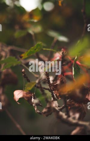 Poplar branch with brown, yellow, red and green leaves / leaf in forest during fall Stock Photo