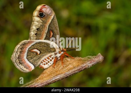 Cecropia Moth - Hyalophora cecropia Stock Photo