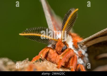 Cecropia Moth - Hyalophora cecropia Stock Photo