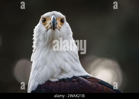 An image of a majestic bald eagle perched in a tree with sunbeams streaming through the branches Stock Photo