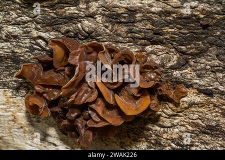 Leafy Brain Fungus - Phaeotremella foliacea Stock Photo