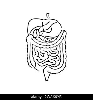 Human digestive organs color line icon. Organisation in organism. Vector isolated element. Editable stroke. Stock Vector
