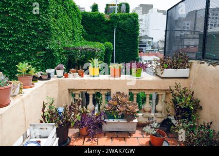 terrace without people decorated with different types of potted plants with large wall of green creeper plant in background, copy space Stock Photo