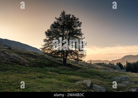 Lonely large tree and male hiker on hill in countryside on the evening at French Alps, France Stock Photo
