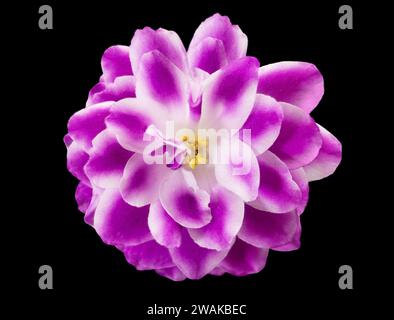 Purple pink violet with petals and stamen on black isolated background. View from above Stock Photo