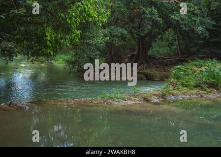 Tranquil tropical landscape in evening. Muak Lek River and banyan trees with bizarre roots in Chet Sao Noi National Park, Thailand. Stock Photo