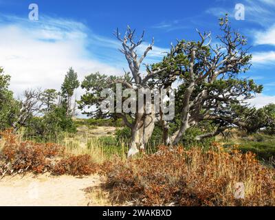 A stout Bristlecone Pine growing along the edge of the Paunsaugunt Plateau, in Bryce Canyon. Stock Photo