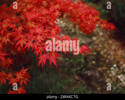 Beautiful autumn leaves that turned red in autumn in Japan. Japanese Maple tree called Acer Palmatum Fireglow in bright sunshine. Stock Photo