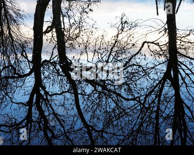 Winter tree reflections in Ripon Canal Ripon North Yorkshire England Stock Photo